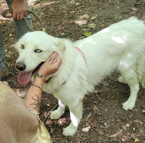 Splendida Simil Husky - Candy